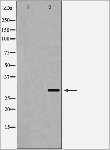 product-image-AAA31073_WB5.jpg