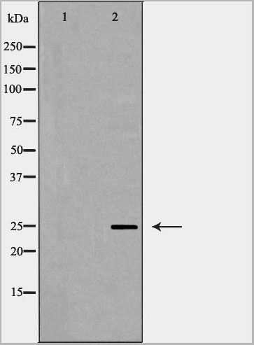 product-image-AAA31074_WB3.jpg
