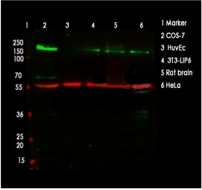 product-image-AAA31075_WB2.jpg