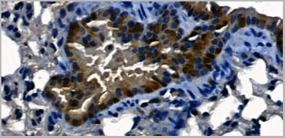 product-image-AAA31077_IHC2.jpg
