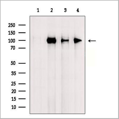 product-image-AAA31077_WB.jpg
