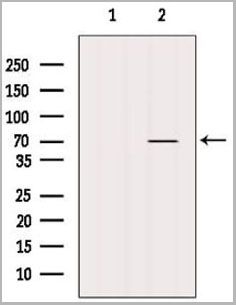 product-image-AAA31081_WB2.jpg