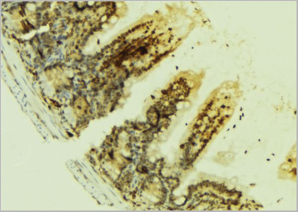 product-image-AAA31083_IHC4.jpg
