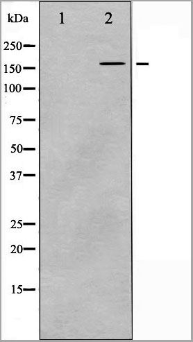 product-image-AAA31083_WB3.jpg