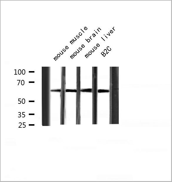 product-image-AAA31086_WB6.jpg