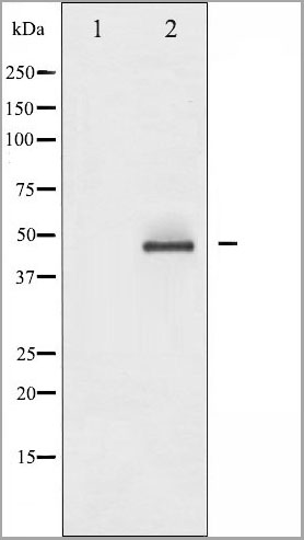 product-image-AAA31087_WB.jpg