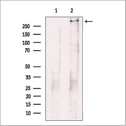 product-image-AAA31098_WB.jpg