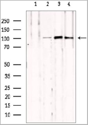 product-image-AAA31099_WB2.jpg
