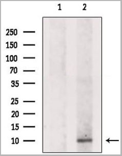 product-image-AAA31100_WB.jpg