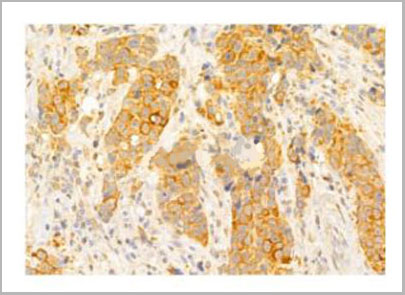 product-image-AAA31101_IHC3.jpg