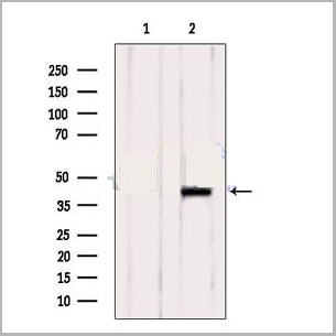 product-image-AAA31101_WB2.jpg