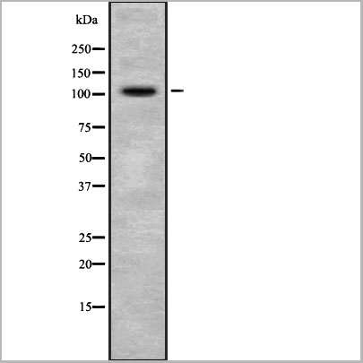 product-image-AAA31102_WB.jpg