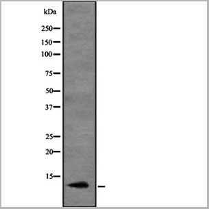 product-image-AAA31103_WB.jpg