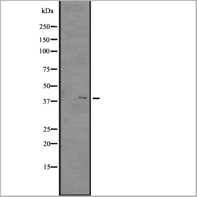product-image-AAA31105_WB.jpg