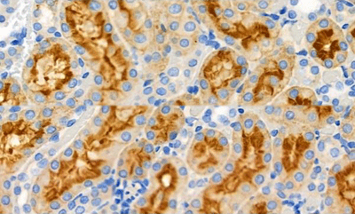 product-image-AAA31106_IHC2.jpg