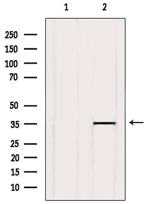 product-image-AAA31106_WB.jpg