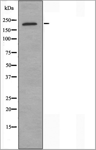 product-image-AAA31109_WB2.jpg