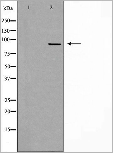 product-image-AAA31110_WB3.jpg