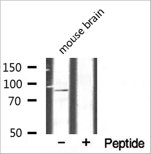product-image-AAA31110_WB4.jpg