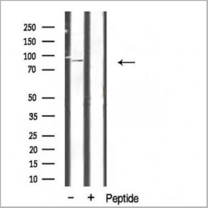 product-image-AAA31110_WB5.jpg