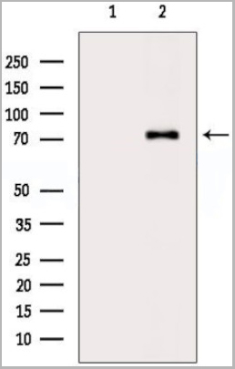 product-image-AAA31111_WB.jpg