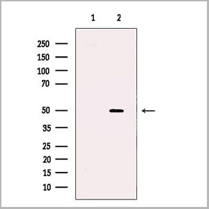 product-image-AAA31113_WB.jpg