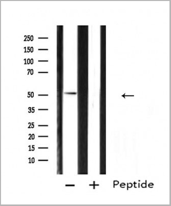 product-image-AAA31114_WB.jpg
