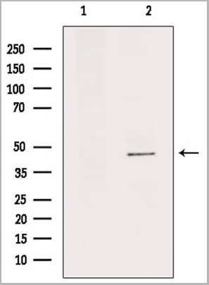 product-image-AAA31115_WB.jpg