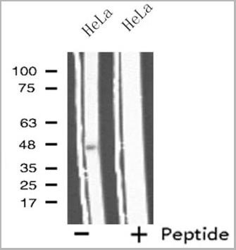 product-image-AAA31115_WB2.jpg