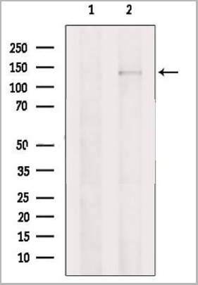 product-image-AAA31116_WB.jpg