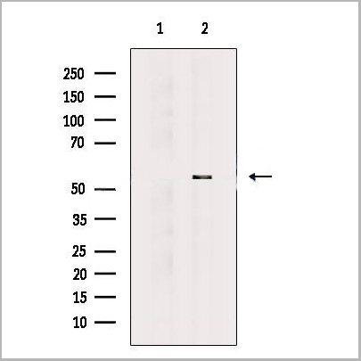 product-image-AAA31117_WB3.jpg