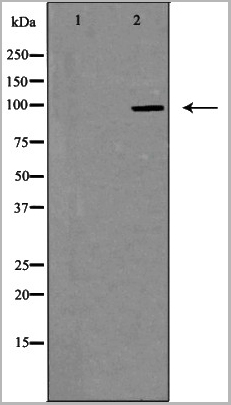 product-image-AAA31118_WB.jpg