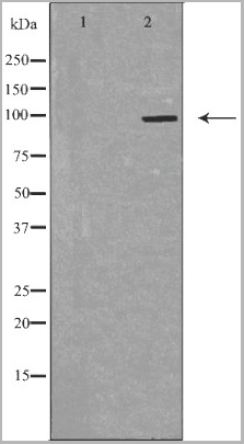 product-image-AAA31118_WB2.jpg