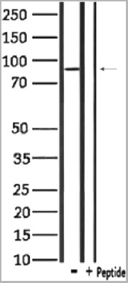 product-image-AAA31118_WB3.jpg