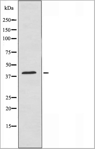 product-image-AAA31119_WB.jpg
