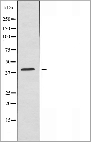 product-image-AAA31120_WB2.jpg