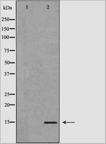 product-image-AAA31121_WB.jpg
