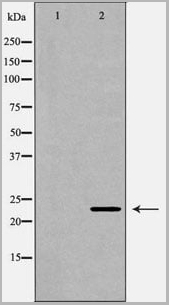 product-image-AAA31123_WB2.jpg