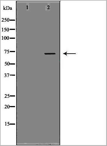 product-image-AAA31124_WB2.jpg