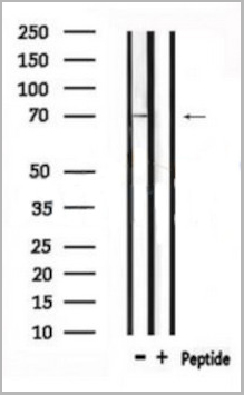product-image-AAA31124_WB5.jpg
