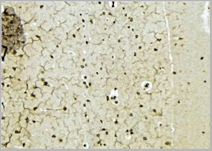 product-image-AAA31125_IHC2.jpg
