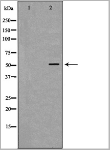 product-image-AAA31125_WB.jpg