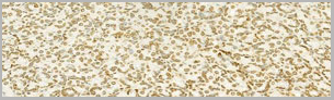 product-image-AAA31126_IHC2.jpg