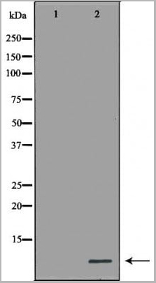 product-image-AAA31126_WB.jpg