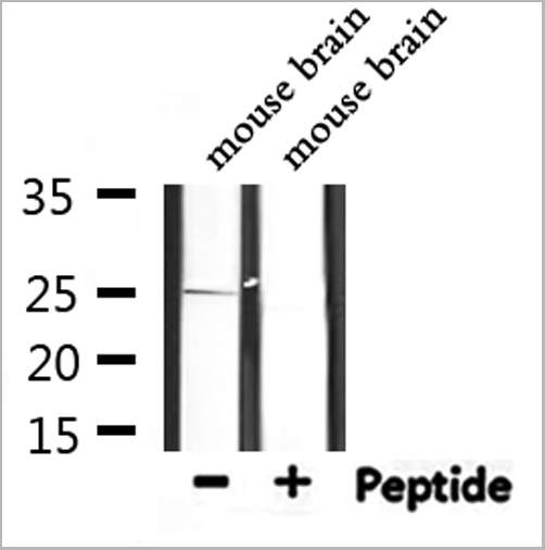 product-image-AAA31127_WB.jpg