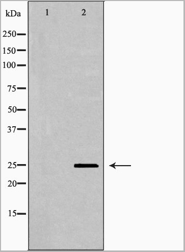 product-image-AAA31127_WB2.jpg