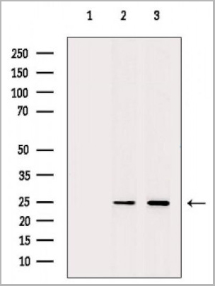 product-image-AAA31127_WB3.jpg
