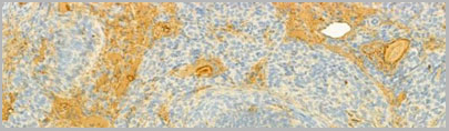 product-image-AAA31129_IHC3.jpg