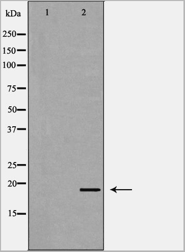 product-image-AAA31129_WB.jpg