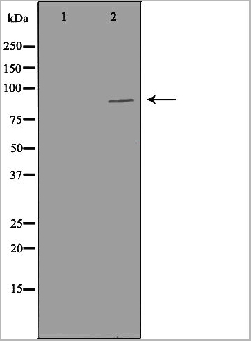 product-image-AAA31130_WB5.jpg
